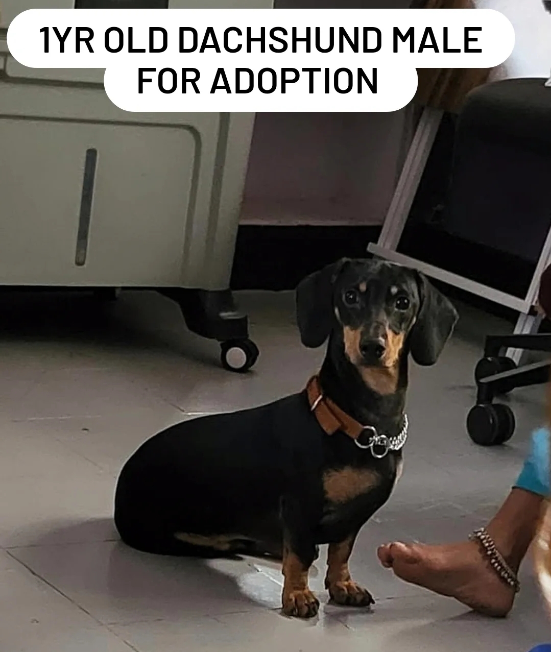 1-Year-Old Dachshund Male – For Adoption
