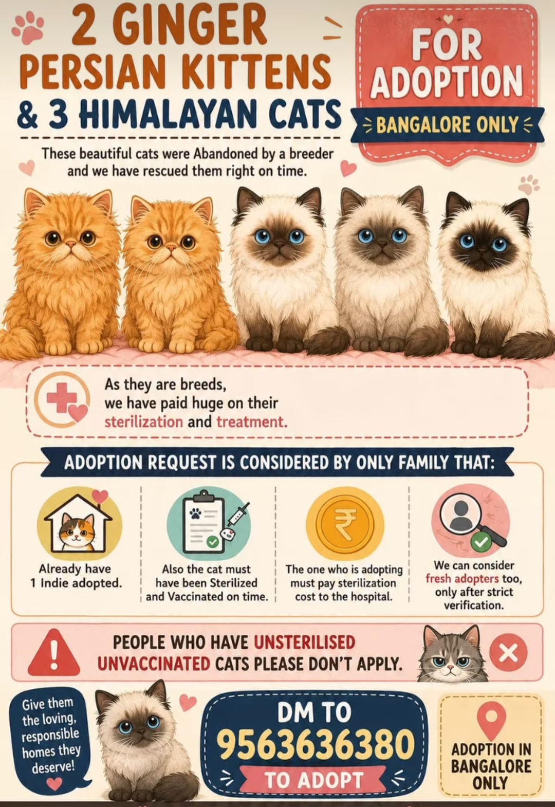 2 Ginger Persian Kittens & 3 Himalayan Cats for Adoption