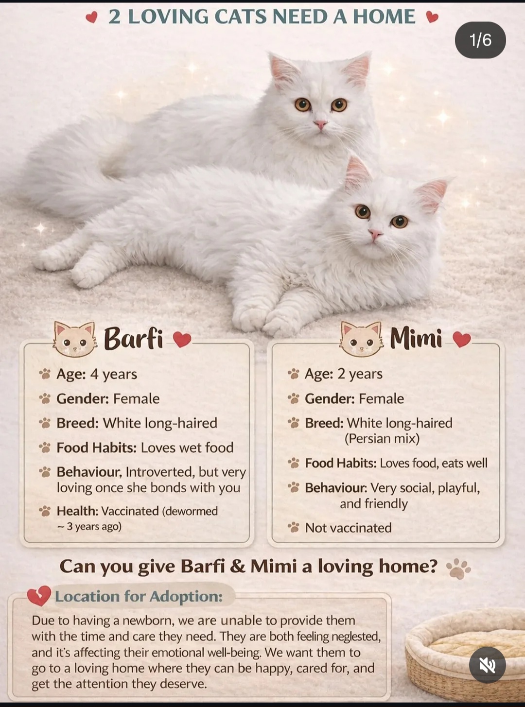 🐾 2 Loving Cats Need a Forever Home 🏡💖