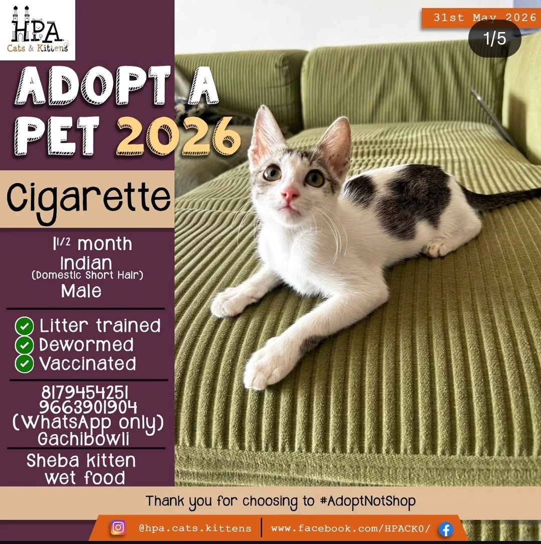 2-Month-Old Male Indian Kitten Looking for a Loving Forever Home