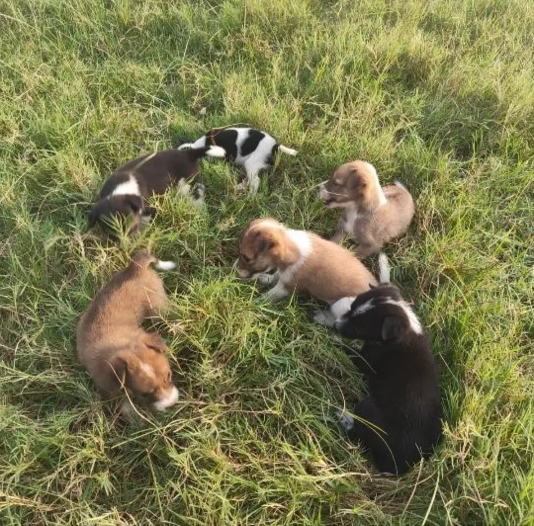 🐾 6 Tiny Bundles of Joy Looking for Loving Homes 🐾