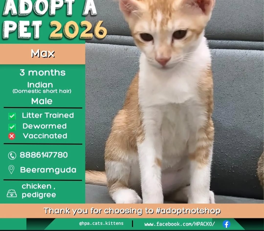 Adopt a 3-Month-Old Male Indian Domestic Shorthair Kitten