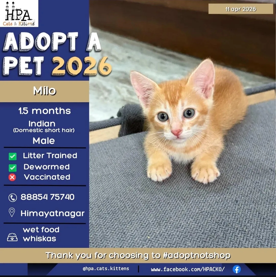 🐾 Adopt a Cute Kitten – 2026 🐾