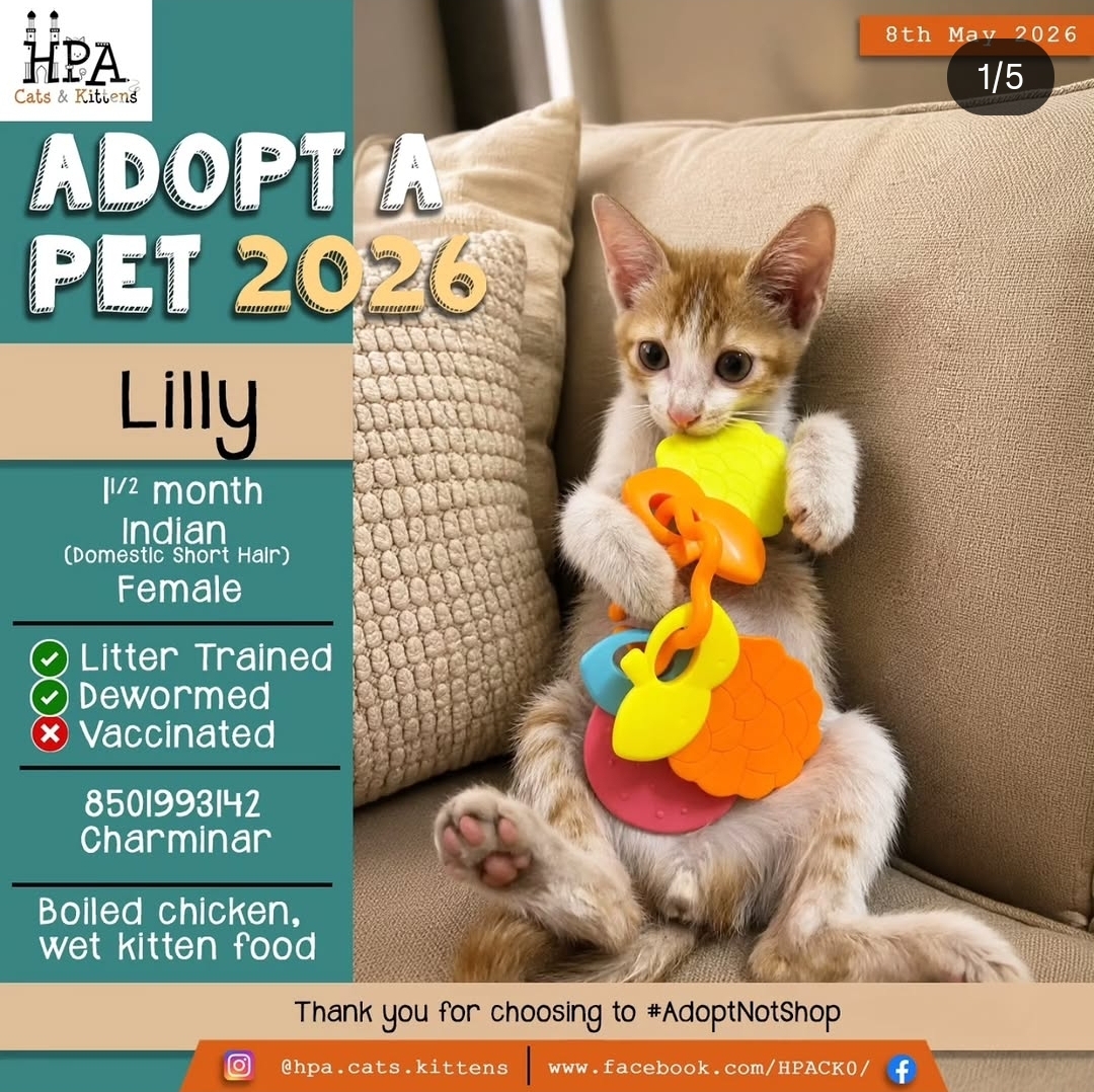 Adopt a friend for life 🐱