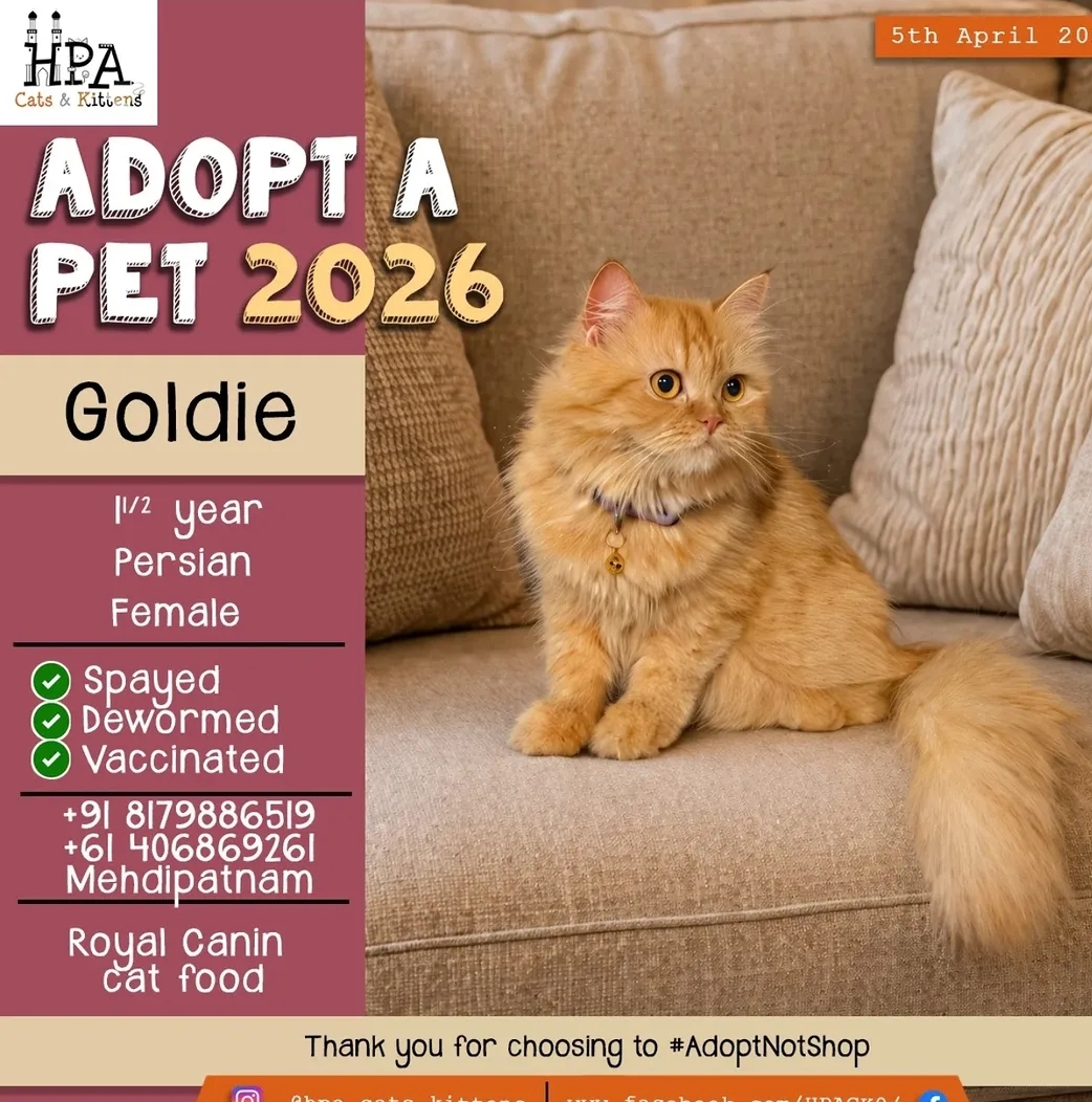 🐾 ADOPT A LOVELY CAT – GOLDIE 🐾