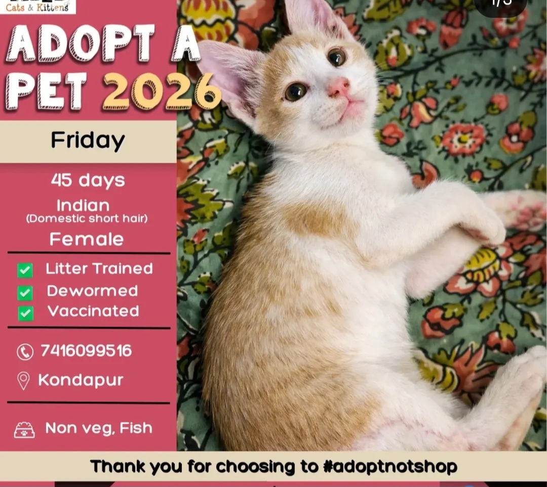 🐾 ADOPT A PET – Give Her a Loving Home! 🐾