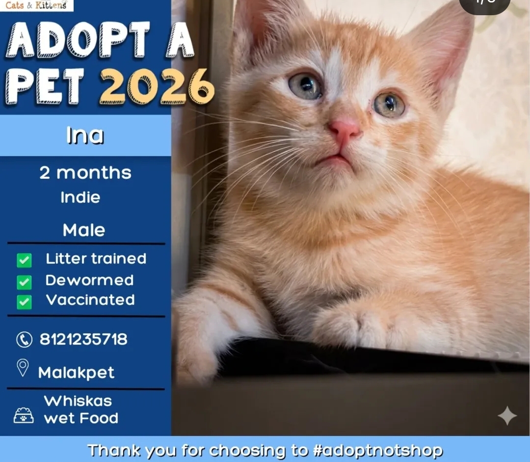 🐾 ADOPT A PET – Meet Ina 💛 🐾