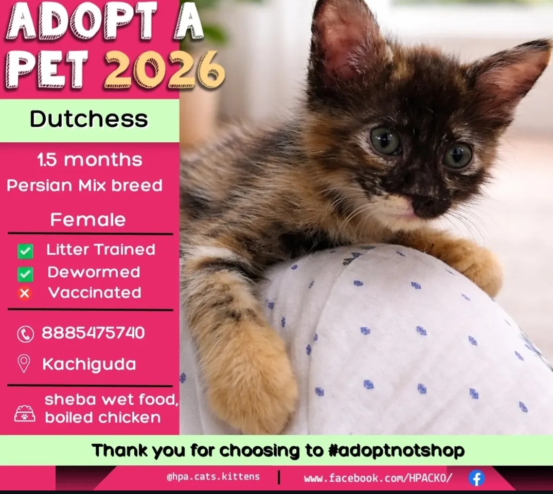 🐾 ADOPT A PET  🐾