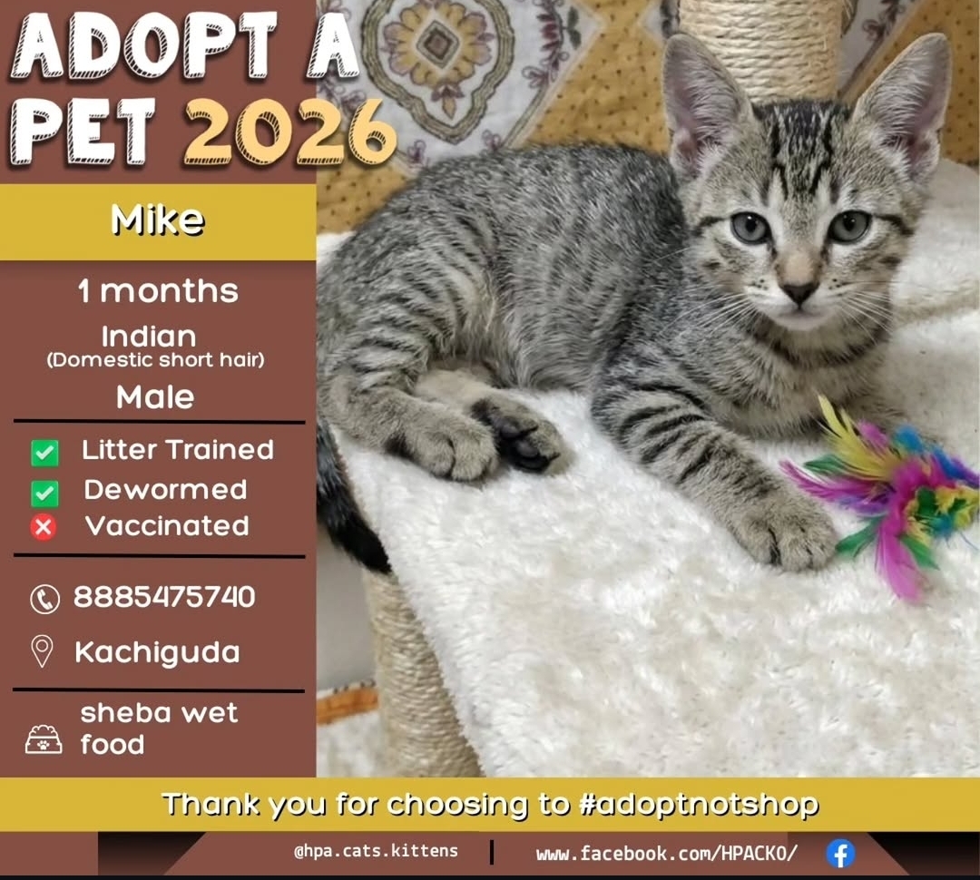 🐾 ADOPT A PET 🐾