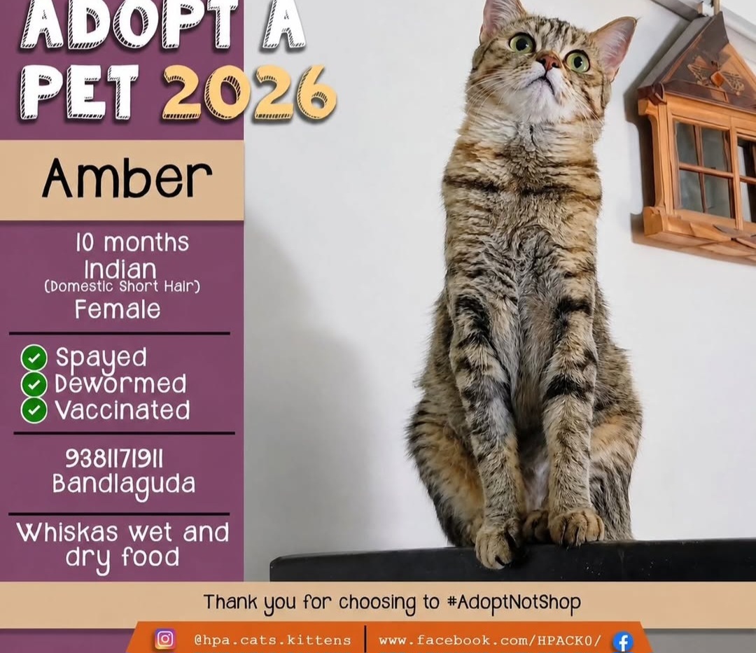 Adopt Amber
