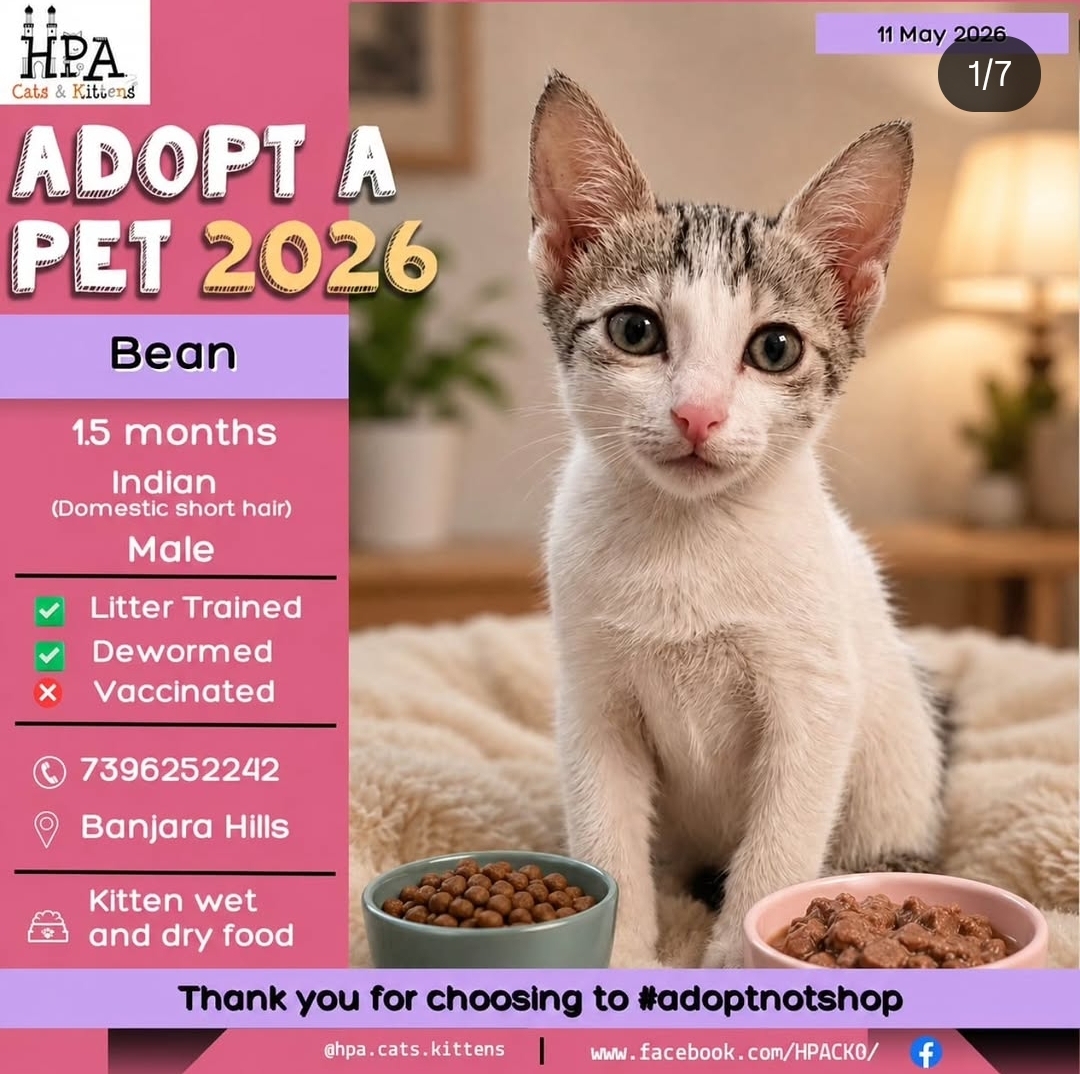 Adopt Bean – Cute Indie Kitten