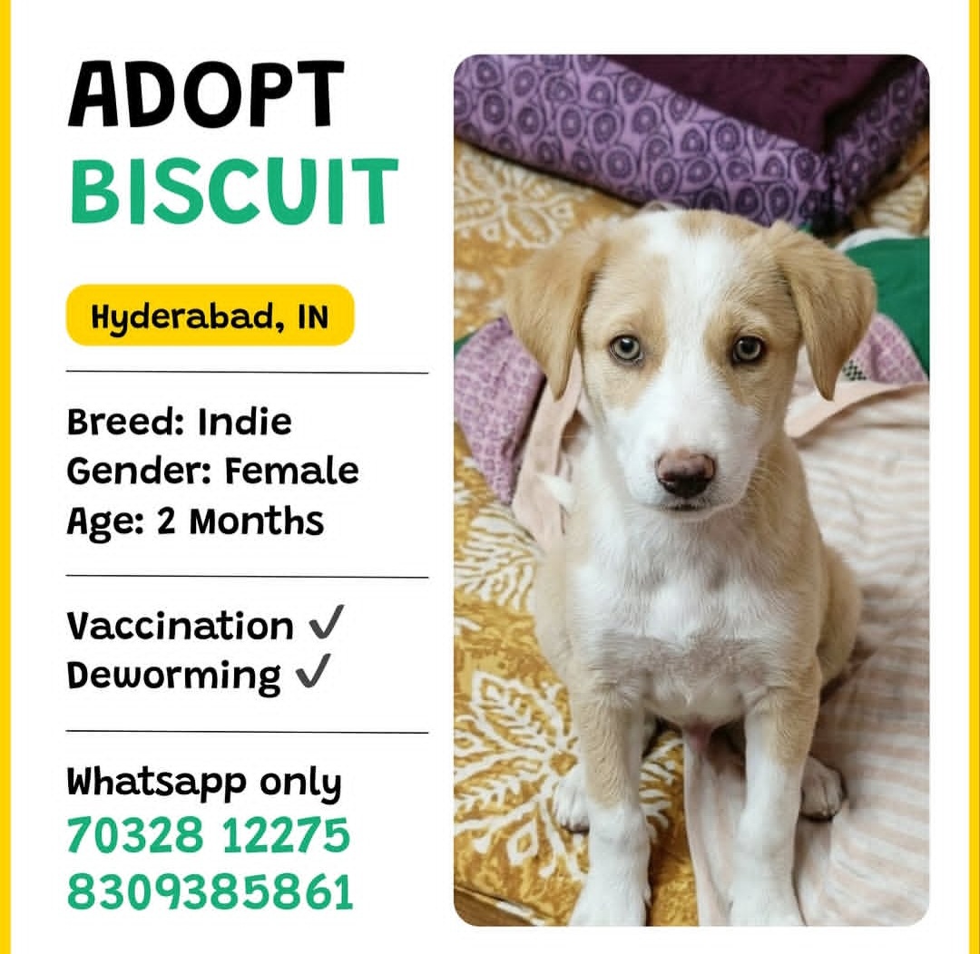 🐾 ADOPT BISCUIT 🐾
