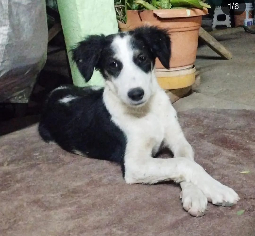 🐕 Adopt Bunty & Dobby – 4 Months | Bhongir