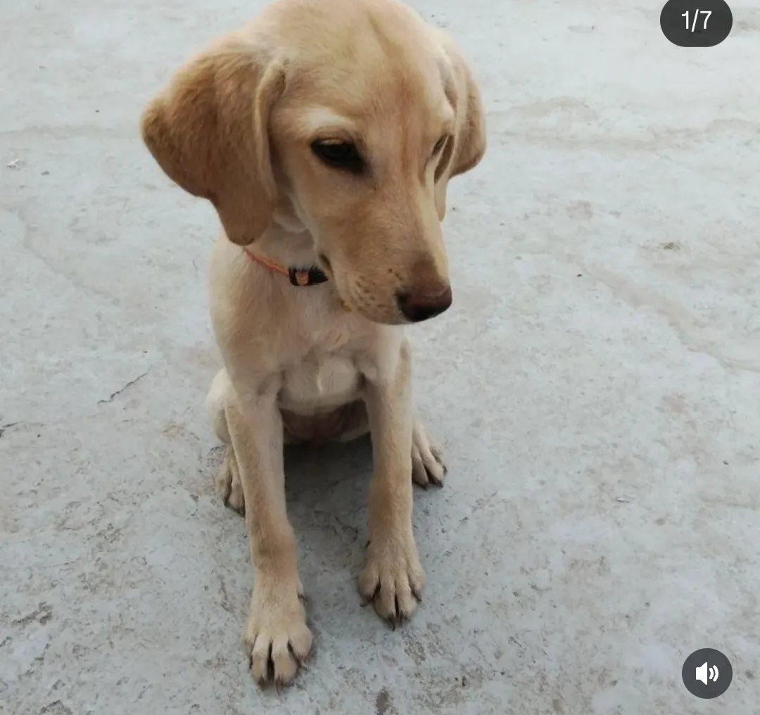 🐾 Adopt Coffee ☕🐶