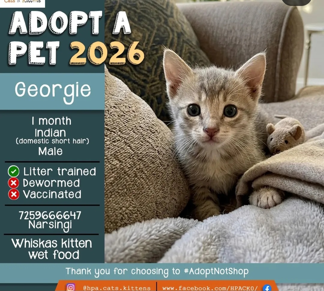 🐾 Adopt georgle  🐾