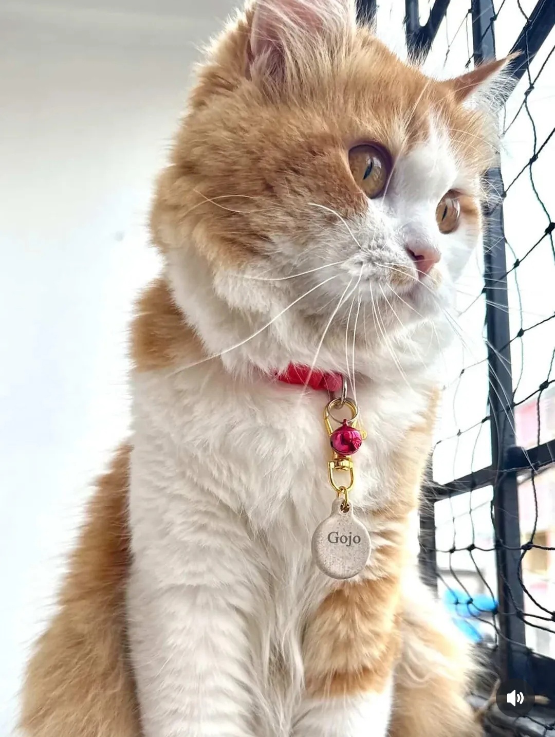 Adopt Gojo