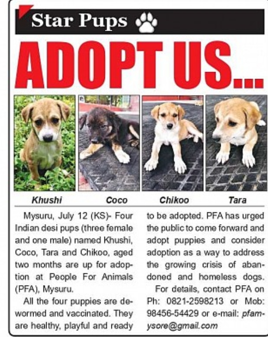 Adopt Indian Desi Puppies – Give Them a Loving Home