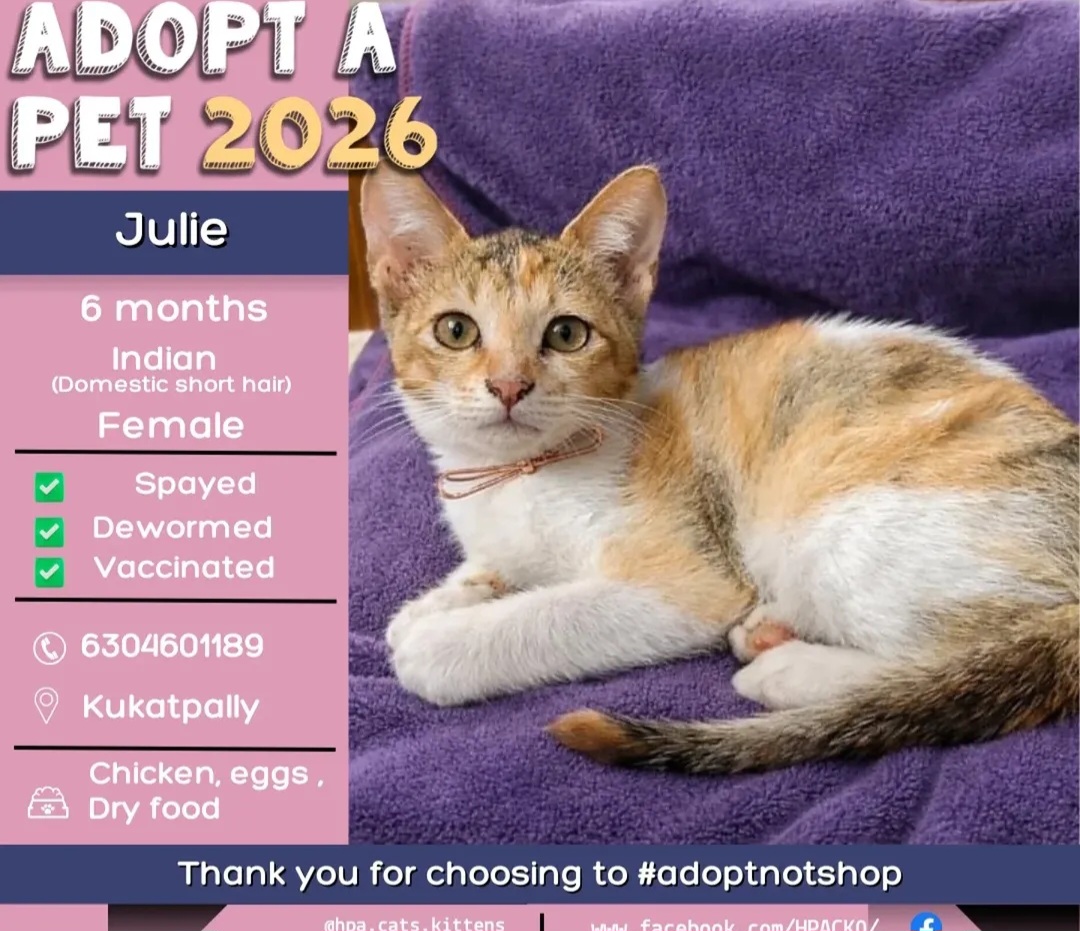 🐾 ADOPT JULIE 🐾