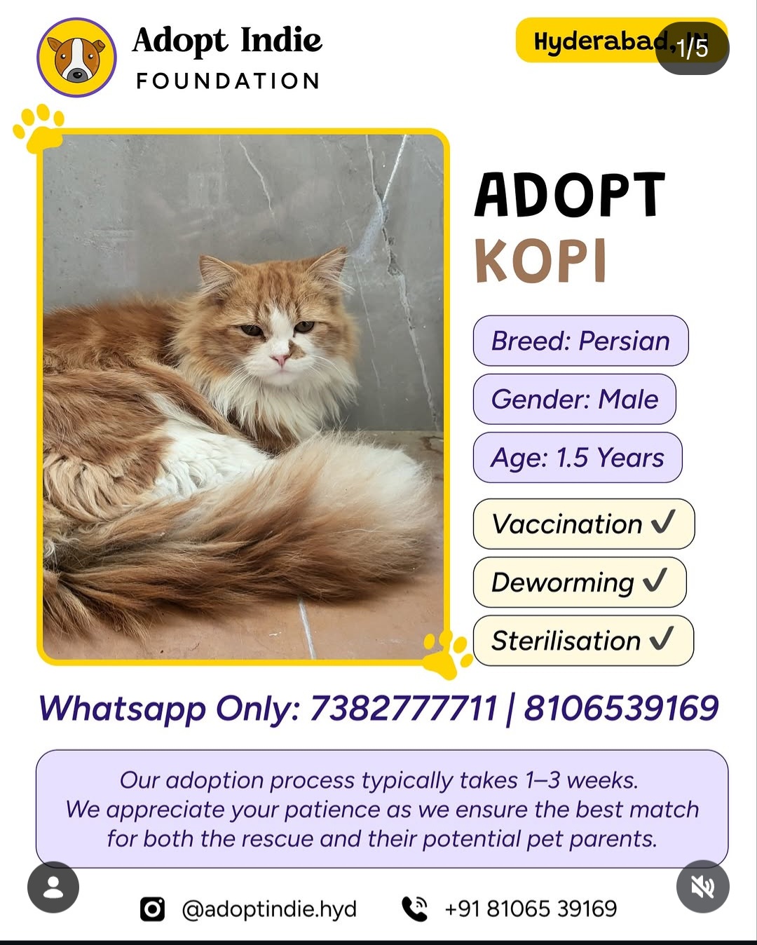 🐾 ADOPT KOPI