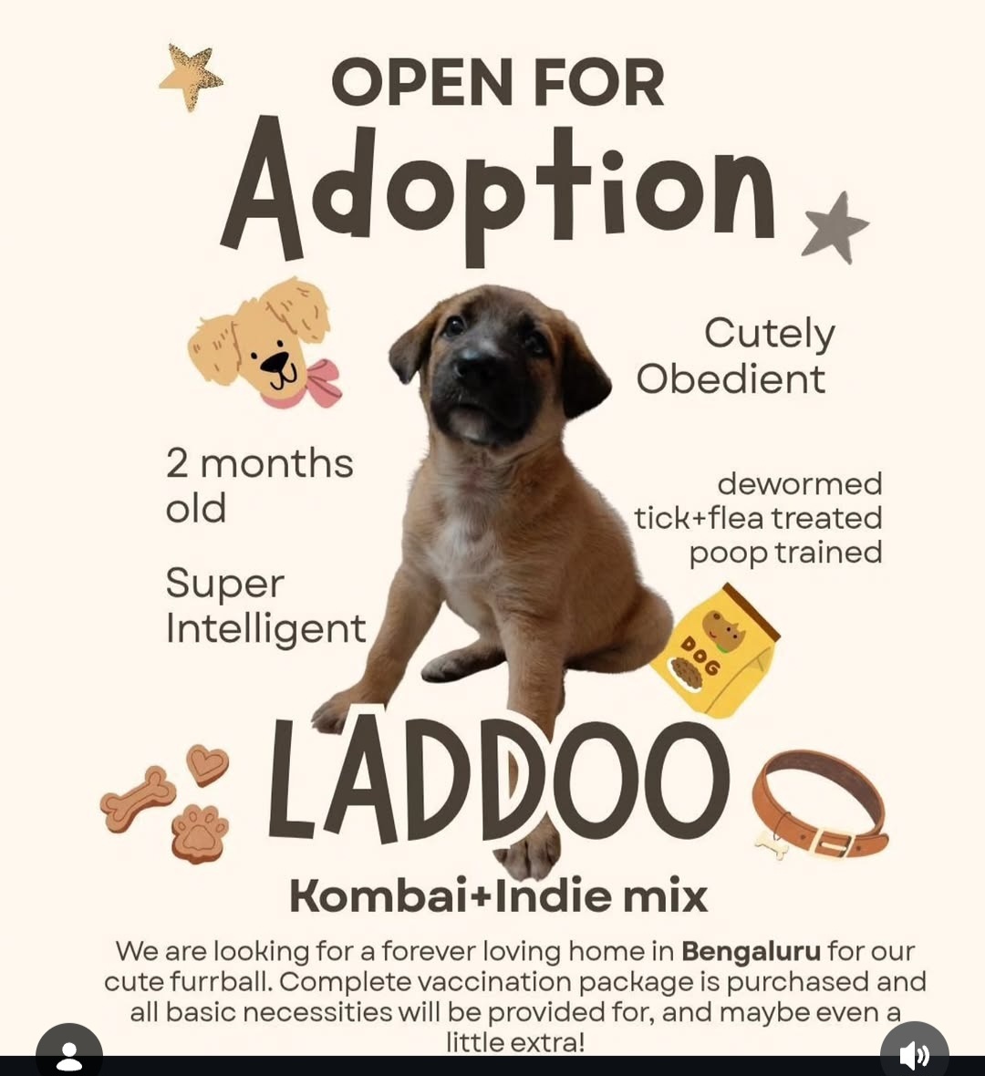🐾 Adopt Laddu – Your Smart Little Companion! 🐾