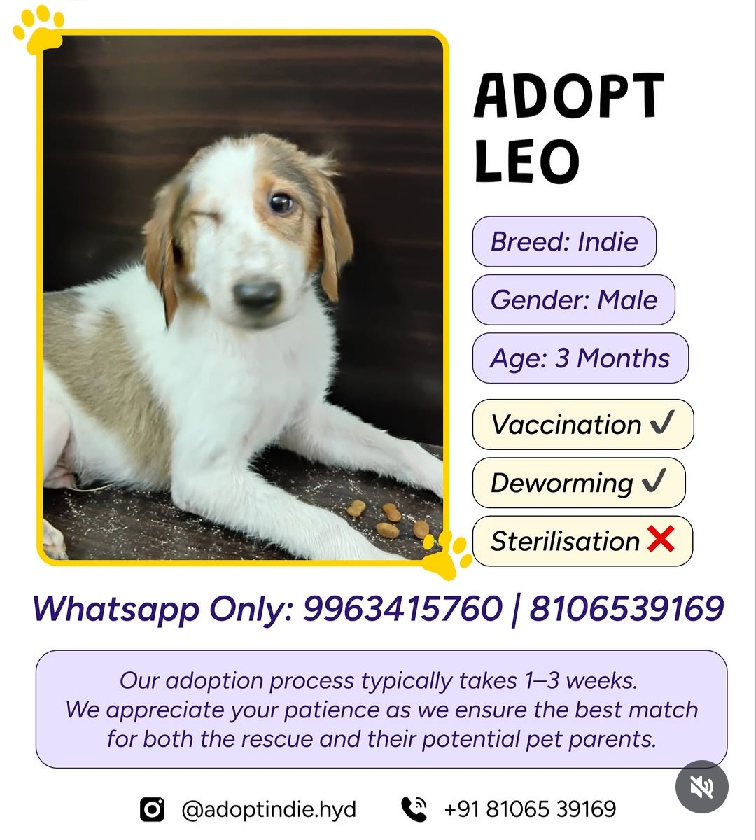 🐾 ADOPT LEO – GIVE HIM A LOVING HOME ❤️