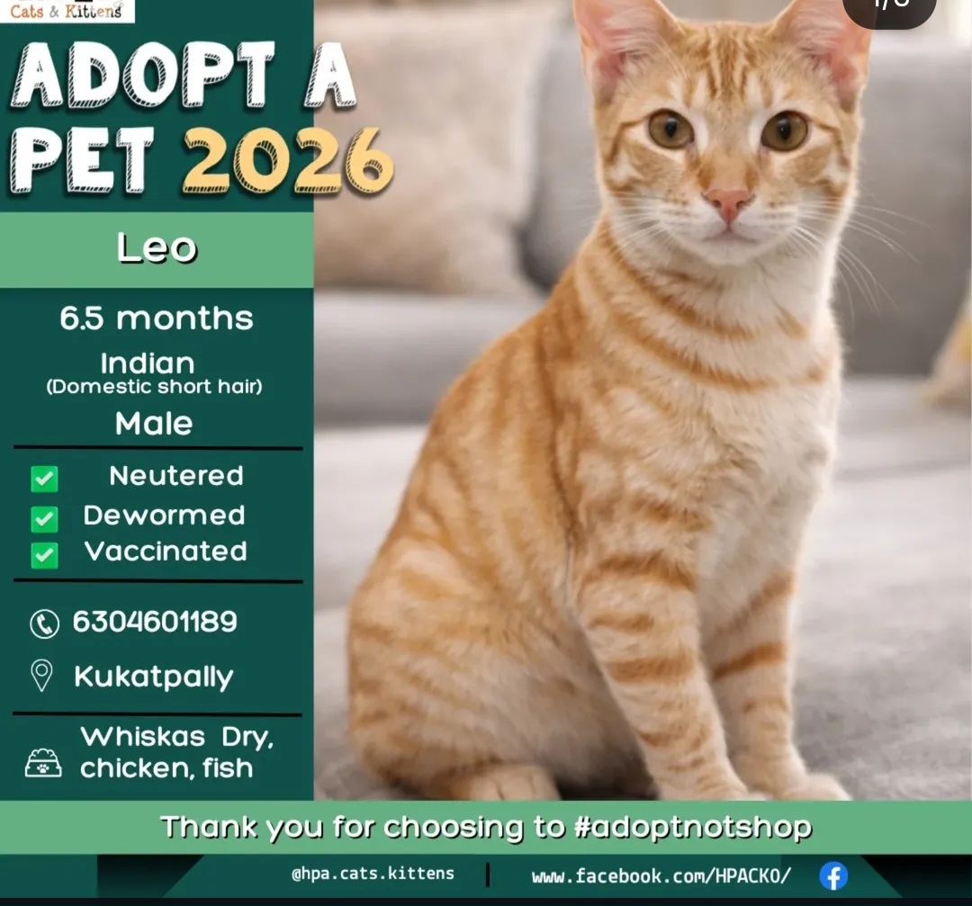 🐾 ADOPT LEO – Looking for a Loving Home! 🐾