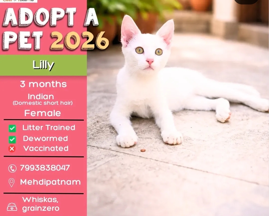 🐾 Adopt Lilly – Your New Furry Friend! 🐾