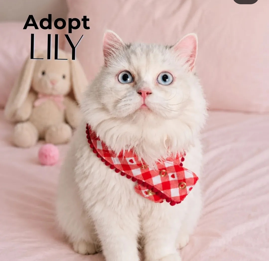 Adopt Lily