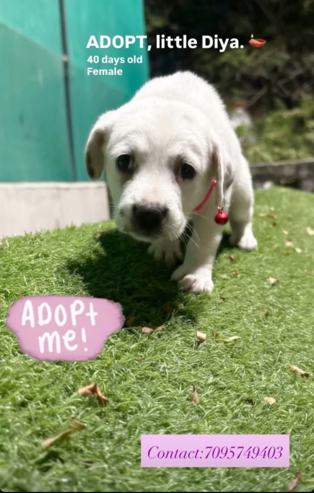 ADOPT LITTLE DIYA 🐾