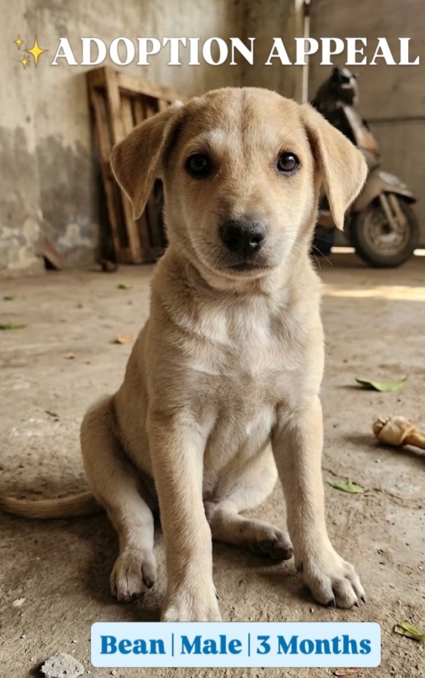 🐾 Adopt Love, Not Just a Pet 🐾