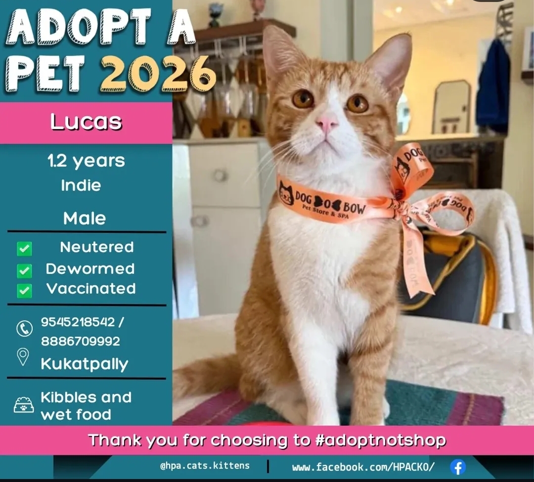 🐾 ADOPT LUCAS – GIVE HIM A LOVING HOME 🐾