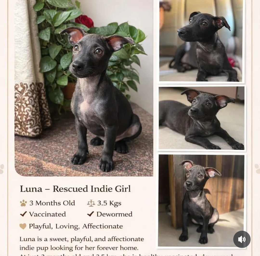 🐾 Adopt Luna 🐾