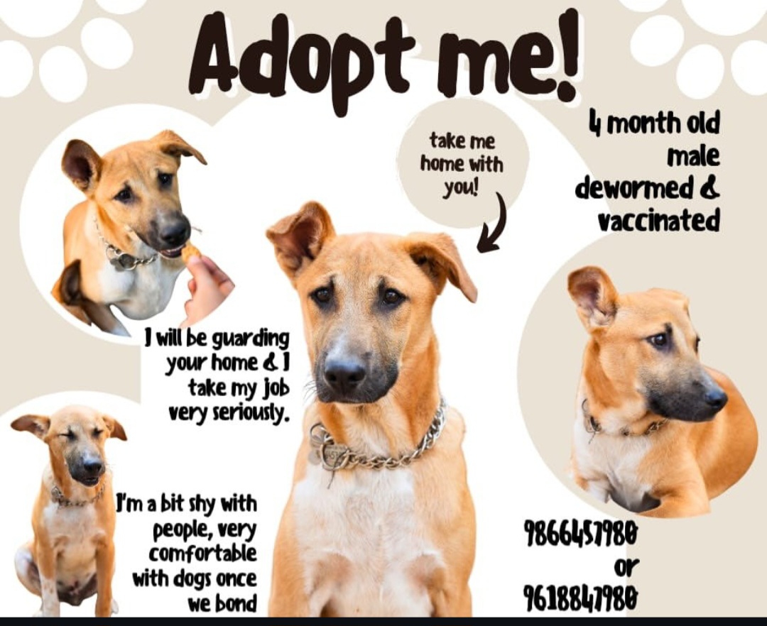 🐾 ADOPT ME 🐾