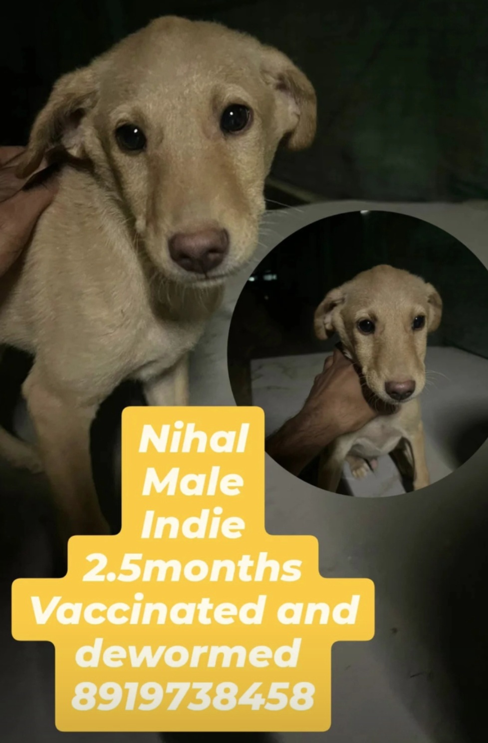 🐾 ADOPT NIHAl