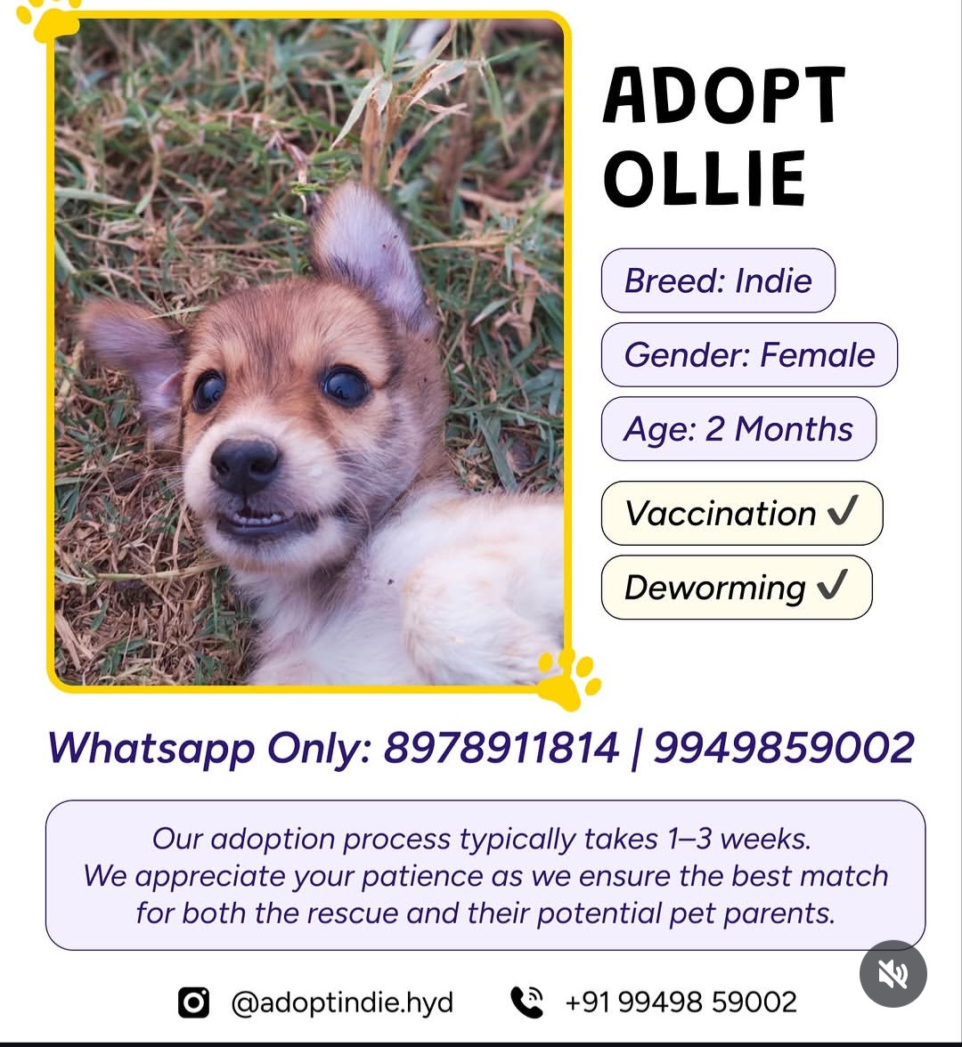 ADOPT OLLIE
