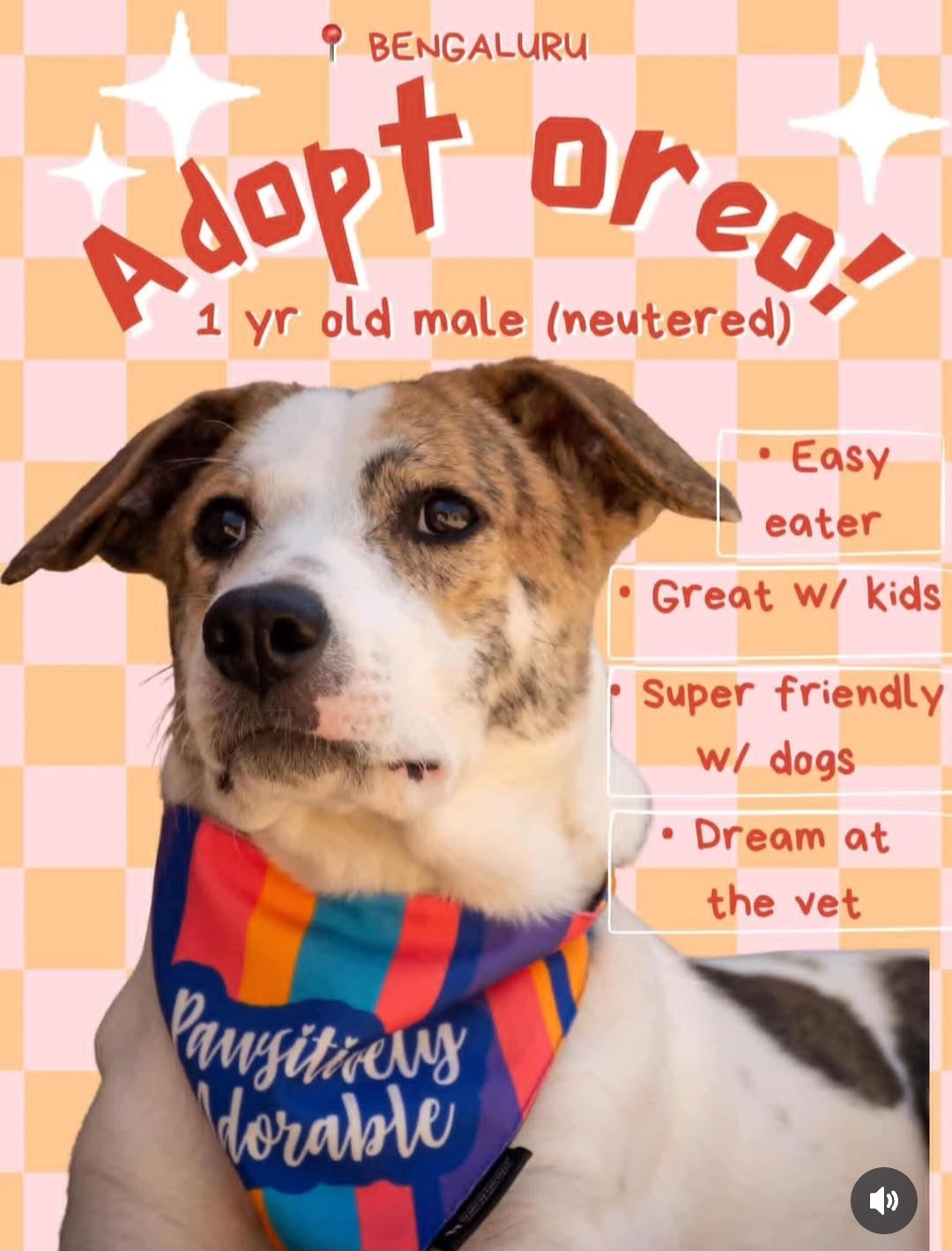 🐾 ADOPT OREO – BENGALURU 🐾