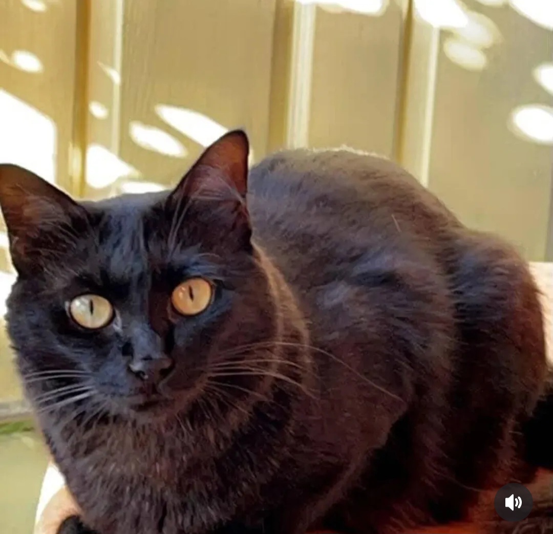 🖤 Adopt Pepper – 6 Years | Female | Persian | Vizag