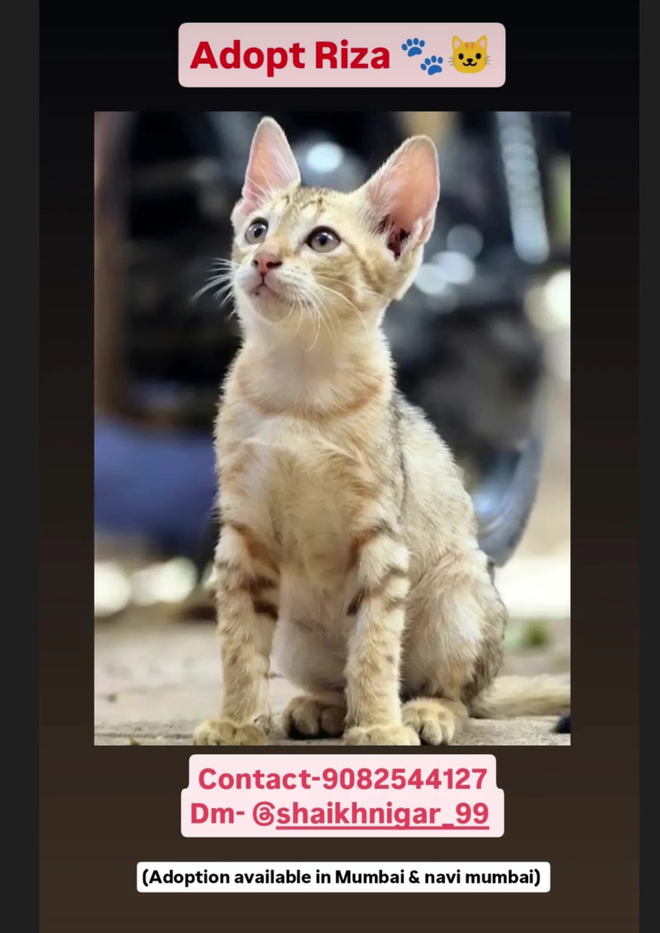 Adopt Riza – Give a Loving Home 🐾