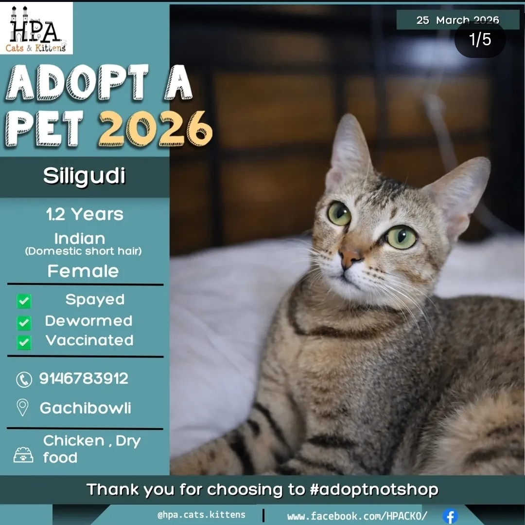 🐾 Adopt Sillgudi 🐾