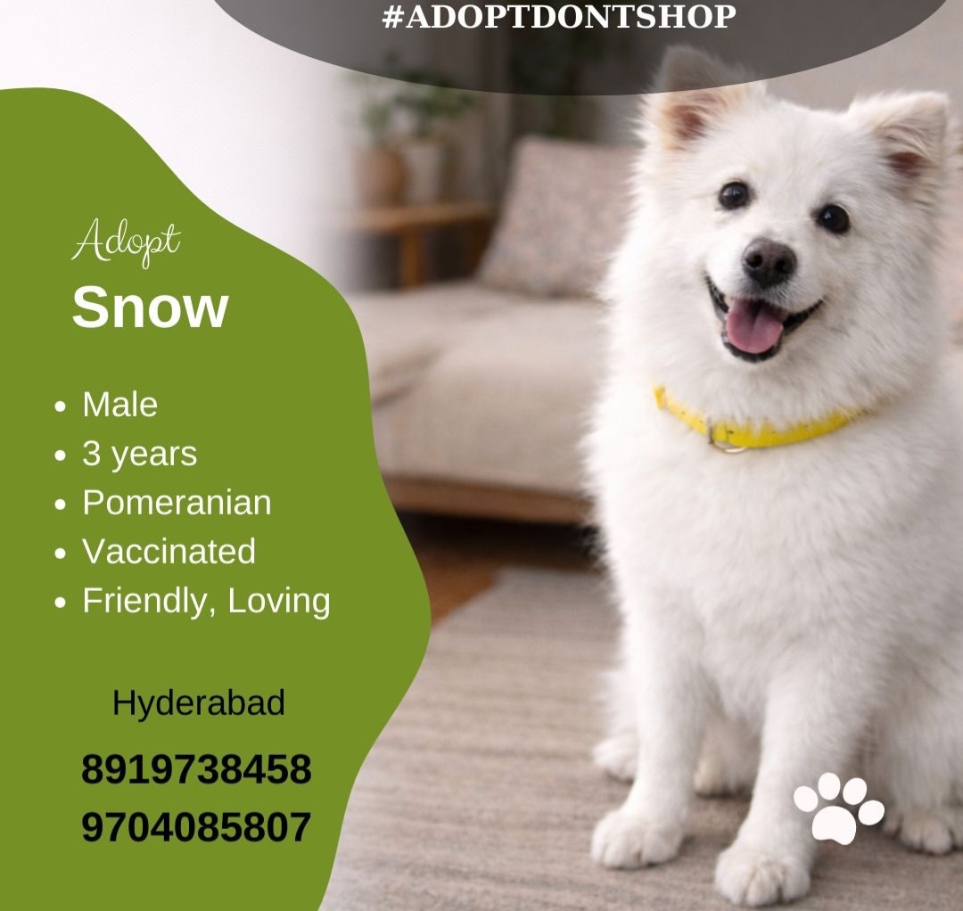 Adopt Snow 🐾