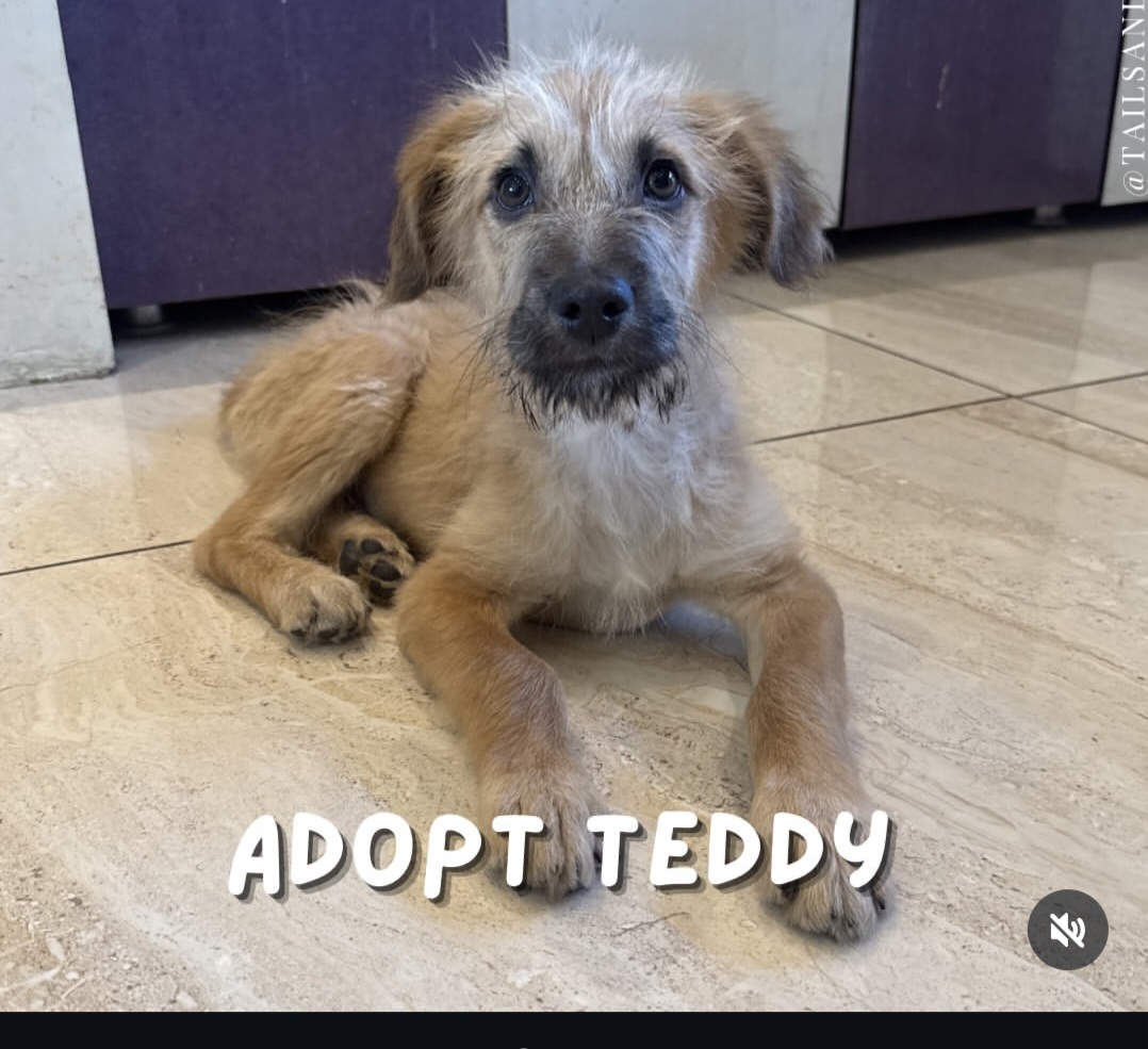 Adopt Teddy 🐾