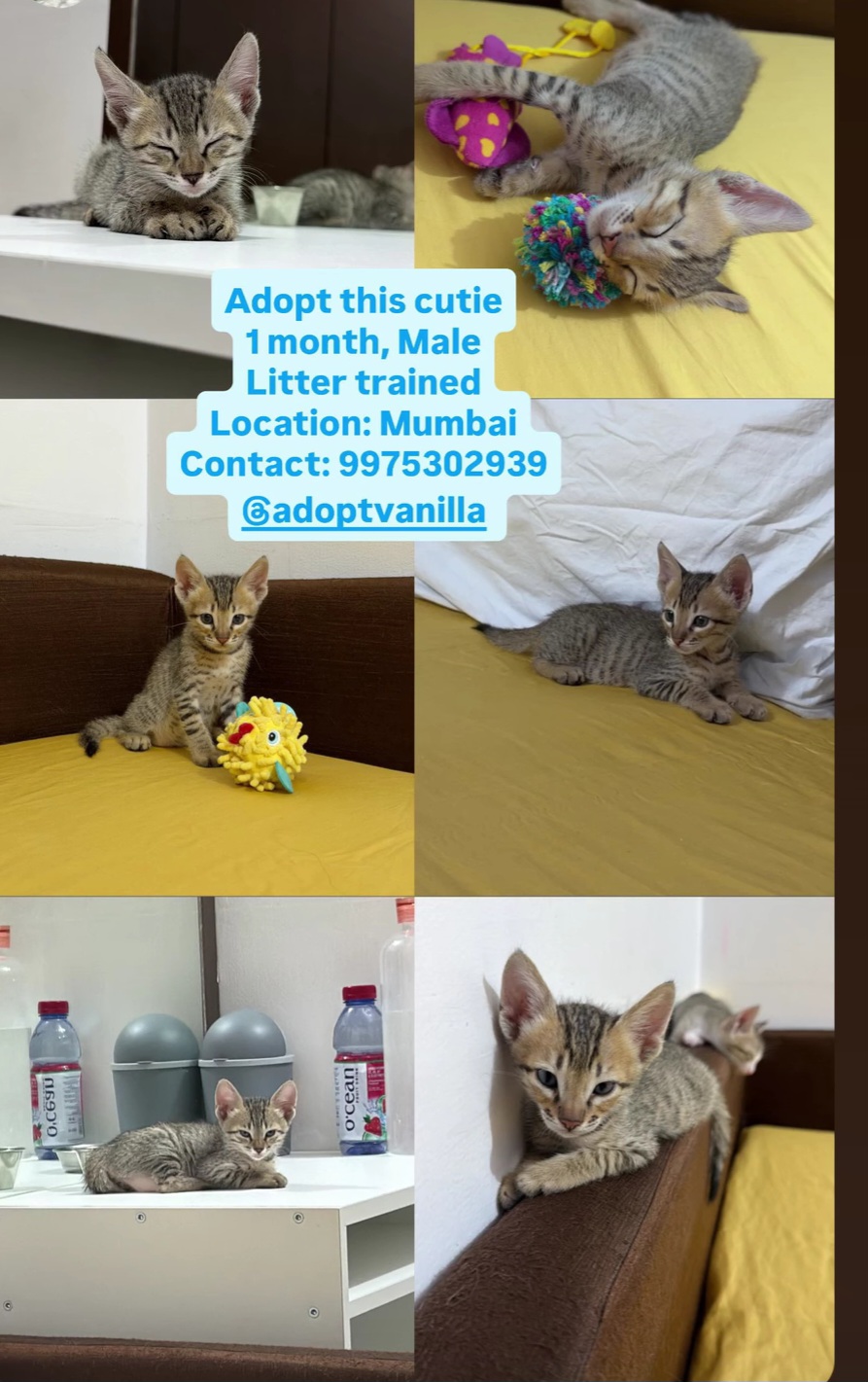Adopt This Cute Kitten