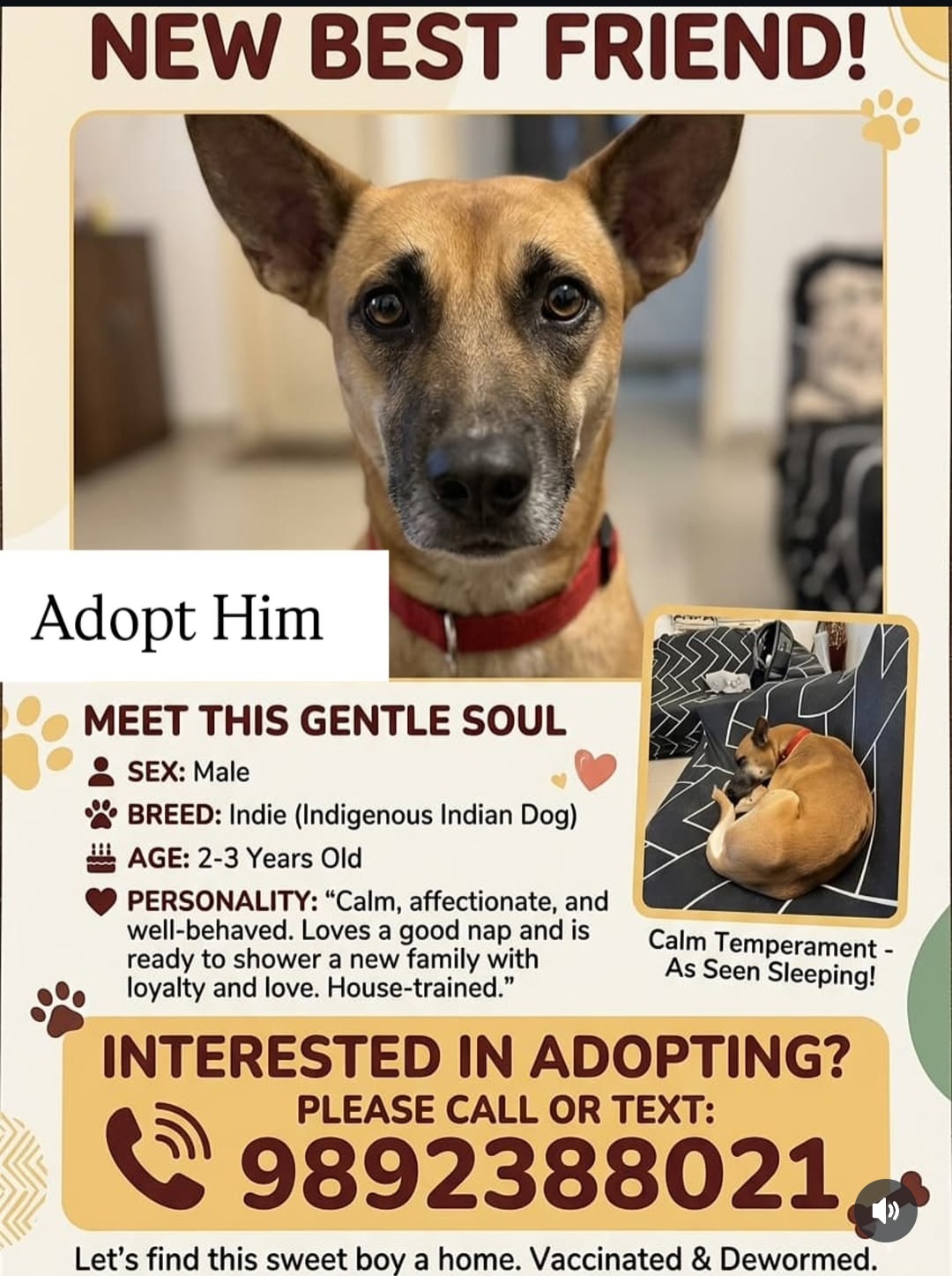 ADOPT THIS GENTLE SOUL
