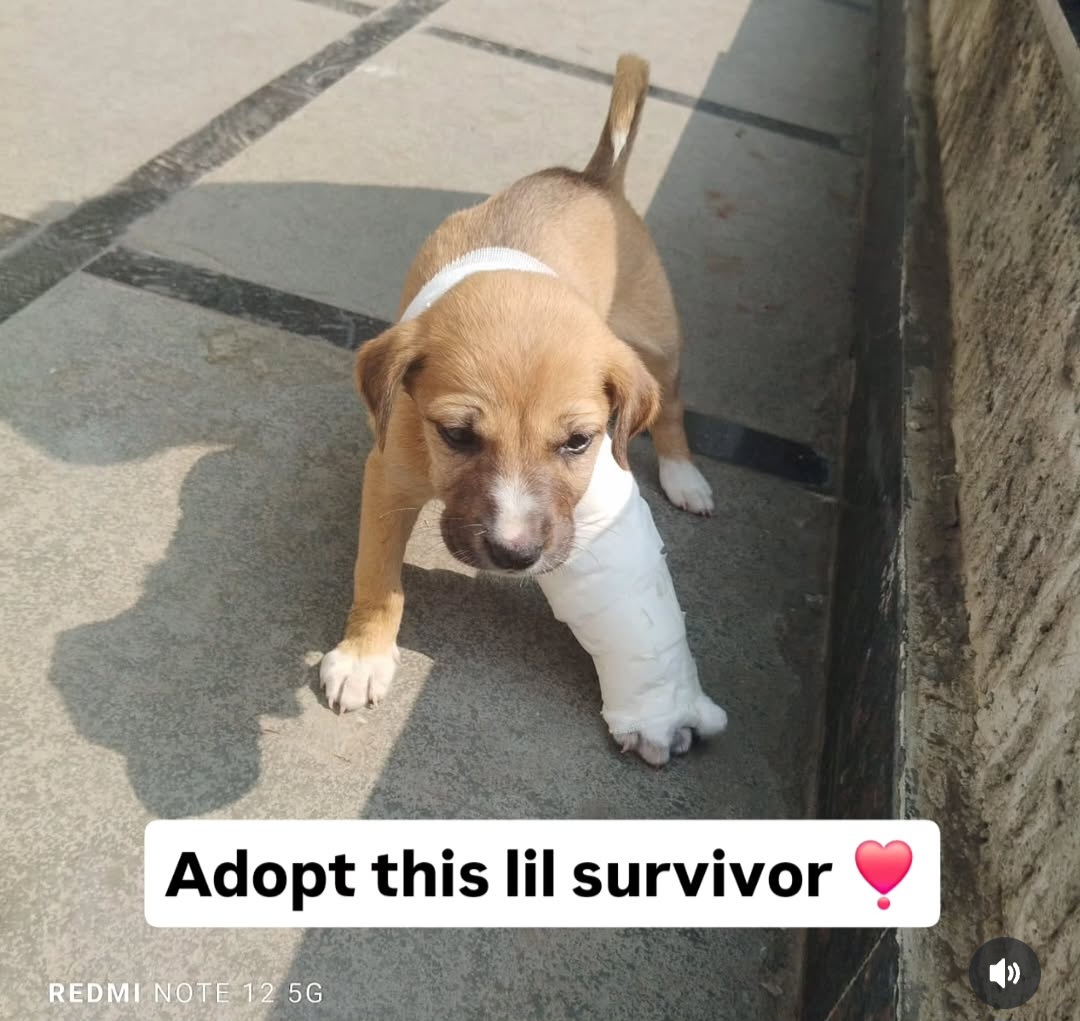 🐾 ADOPT THIS LITTLE SURVIVOR – MANGO 🧡