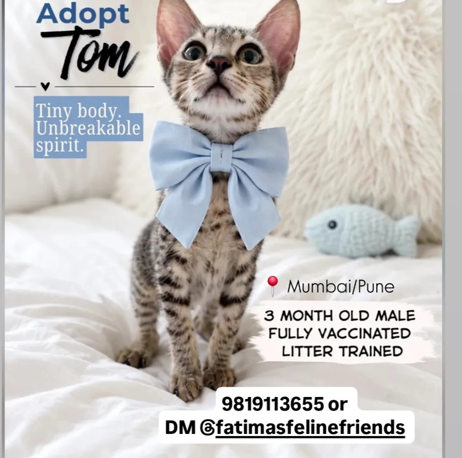 Adopt Tom
