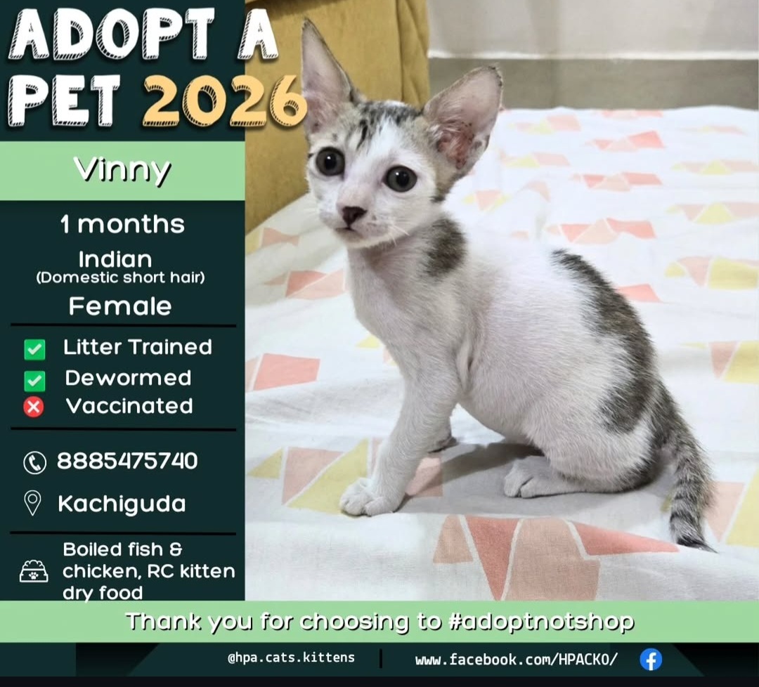 Adopt Vinny