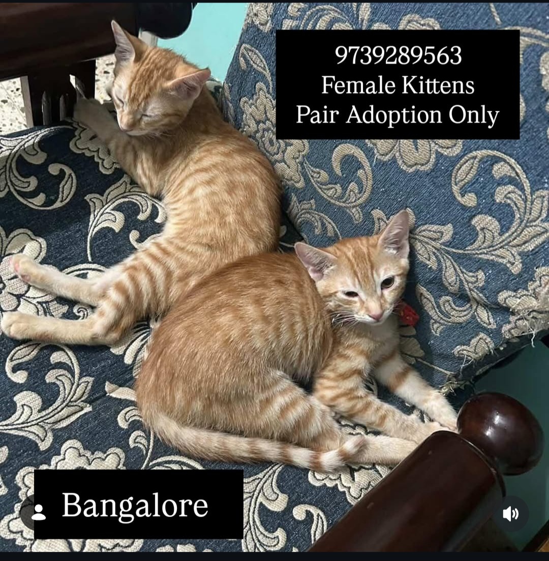Adopt