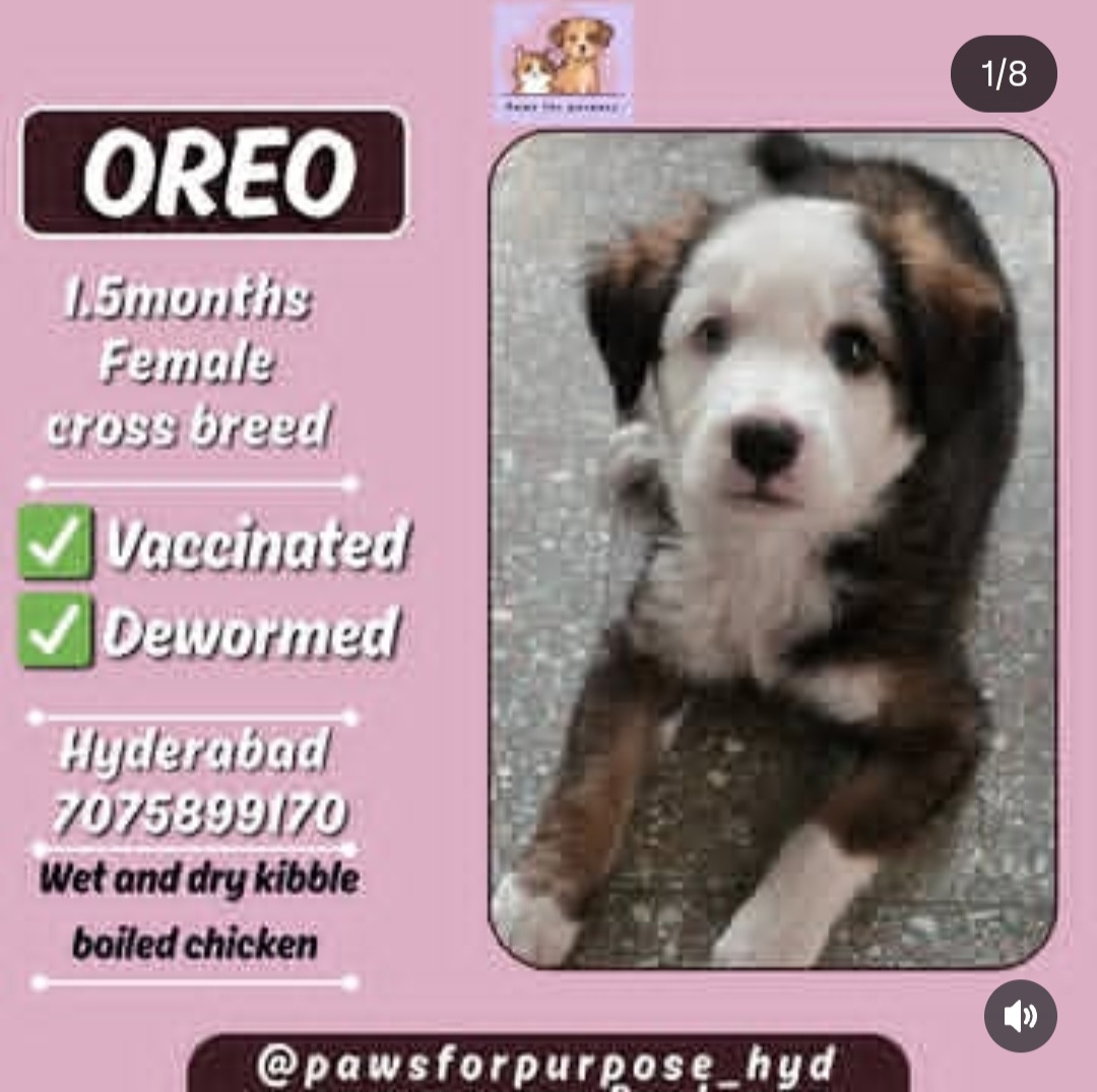 Adoption Alert – Give Oreo a Loving Home! 🐾