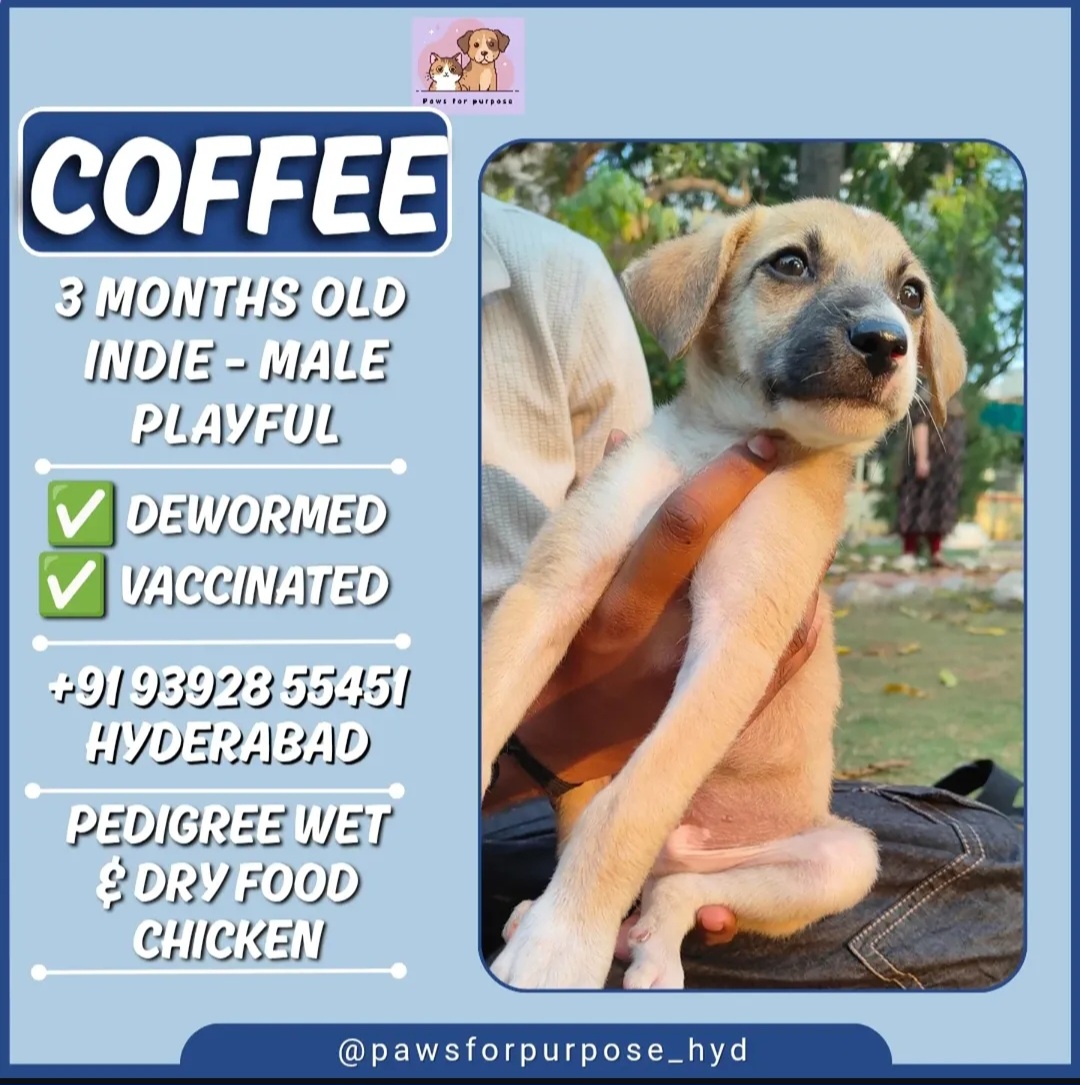🐾 Adoption Alert – Meet Coffee! ☕🐶