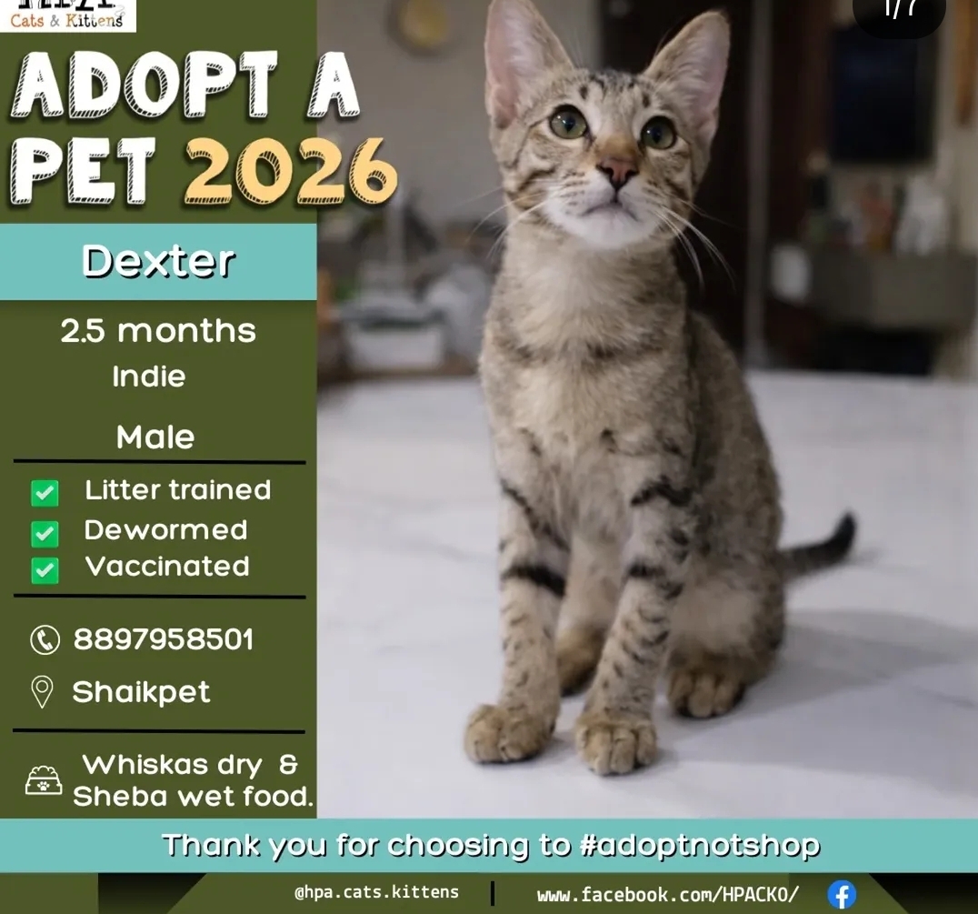 🐾 Adoption Alert – Meet Dexter! 🐾